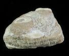 Fossil Pearl - Smoky Hill Chalk, Kansas #64155-1